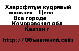 Хларофитум кудрявый мальчик › Цена ­ 30 - Все города  »    . Кемеровская обл.,Калтан г.